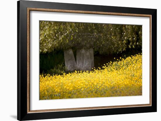 Field of Gold-Valda Bailey-Framed Photographic Print