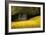 Field of Gold-Valda Bailey-Framed Photographic Print