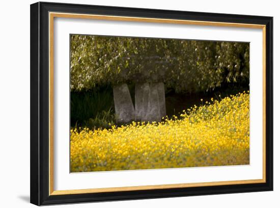 Field of Gold-Valda Bailey-Framed Photographic Print
