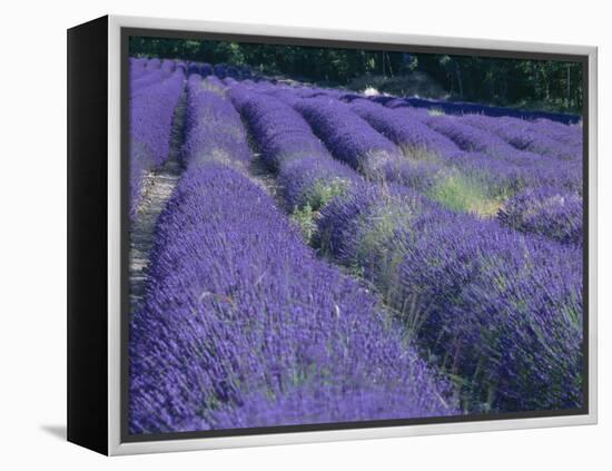 Field of Lavander Flowers Ready for Harvest, Sault, Provence, France, June 2004-Inaki Relanzon-Framed Premier Image Canvas