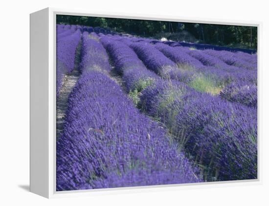 Field of Lavander Flowers Ready for Harvest, Sault, Provence, France, June 2004-Inaki Relanzon-Framed Premier Image Canvas