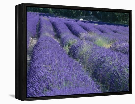 Field of Lavander Flowers Ready for Harvest, Sault, Provence, France, June 2004-Inaki Relanzon-Framed Premier Image Canvas