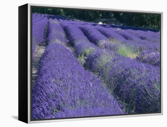 Field of Lavander Flowers Ready for Harvest, Sault, Provence, France, June 2004-Inaki Relanzon-Framed Premier Image Canvas