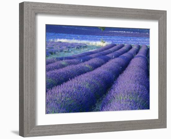 Field of Lavander Flowers Ready for Harvest, Sault, Provence, France, June 2004-Inaki Relanzon-Framed Photographic Print