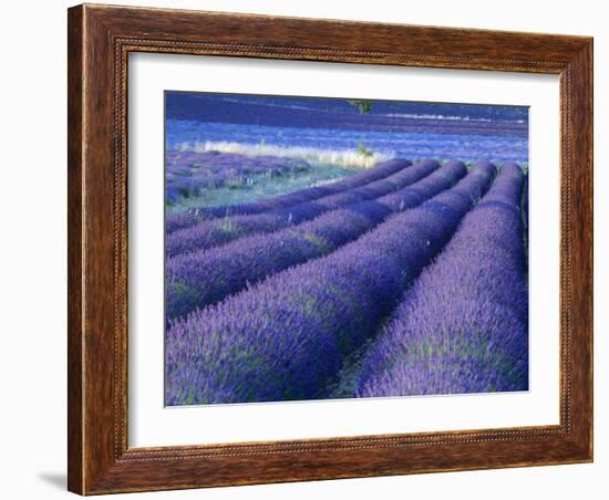 Field of Lavander Flowers Ready for Harvest, Sault, Provence, France, June 2004-Inaki Relanzon-Framed Photographic Print