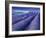 Field of Lavander Flowers Ready for Harvest, Sault, Provence, France, June 2004-Inaki Relanzon-Framed Photographic Print