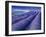 Field of Lavander Flowers Ready for Harvest, Sault, Provence, France, June 2004-Inaki Relanzon-Framed Photographic Print