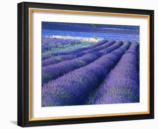 Field of Lavander Flowers Ready for Harvest, Sault, Provence, France, June 2004-Inaki Relanzon-Framed Photographic Print