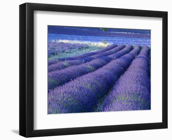 Field of Lavander Flowers Ready for Harvest, Sault, Provence, France, June 2004-Inaki Relanzon-Framed Photographic Print