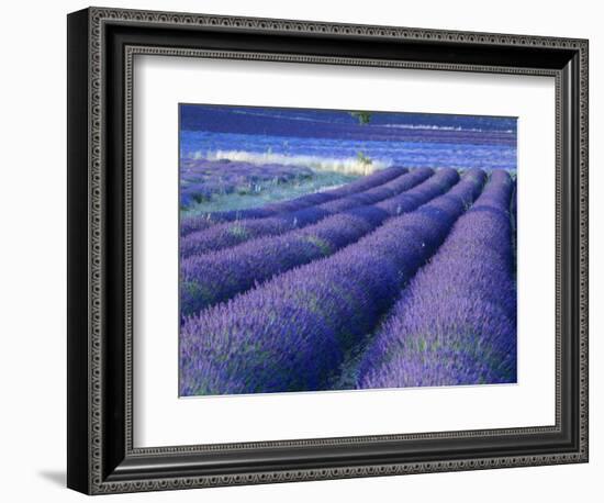 Field of Lavander Flowers Ready for Harvest, Sault, Provence, France, June 2004-Inaki Relanzon-Framed Photographic Print