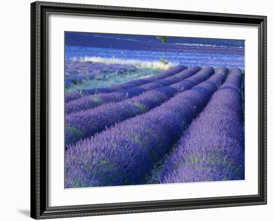 Field of Lavander Flowers Ready for Harvest, Sault, Provence, France, June 2004-Inaki Relanzon-Framed Photographic Print