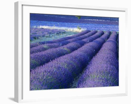Field of Lavander Flowers Ready for Harvest, Sault, Provence, France, June 2004-Inaki Relanzon-Framed Photographic Print