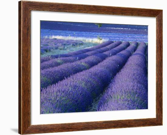 Field of Lavander Flowers Ready for Harvest, Sault, Provence, France, June 2004-Inaki Relanzon-Framed Photographic Print