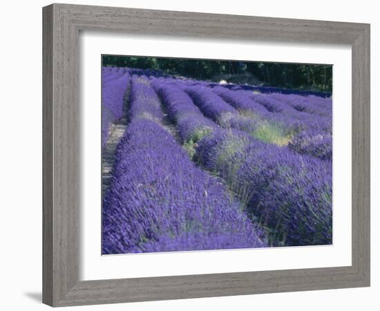 Field of Lavander Flowers Ready for Harvest, Sault, Provence, France, June 2004-Inaki Relanzon-Framed Photographic Print