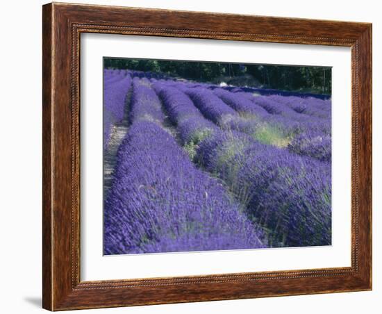 Field of Lavander Flowers Ready for Harvest, Sault, Provence, France, June 2004-Inaki Relanzon-Framed Photographic Print