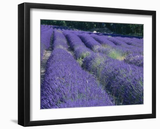 Field of Lavander Flowers Ready for Harvest, Sault, Provence, France, June 2004-Inaki Relanzon-Framed Photographic Print