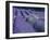 Field of Lavander Flowers Ready for Harvest, Sault, Provence, France, June 2004-Inaki Relanzon-Framed Photographic Print