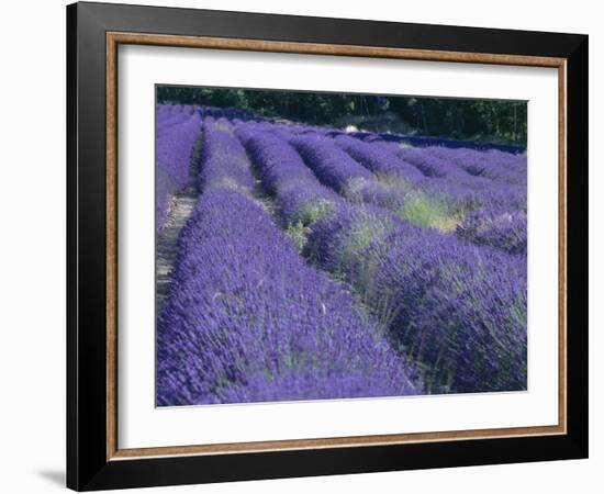 Field of Lavander Flowers Ready for Harvest, Sault, Provence, France, June 2004-Inaki Relanzon-Framed Photographic Print