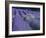 Field of Lavander Flowers Ready for Harvest, Sault, Provence, France, June 2004-Inaki Relanzon-Framed Photographic Print