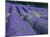 Field of Lavander Flowers Ready for Harvest, Sault, Provence, France, June 2004-Inaki Relanzon-Mounted Photographic Print