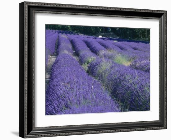 Field of Lavander Flowers Ready for Harvest, Sault, Provence, France, June 2004-Inaki Relanzon-Framed Photographic Print