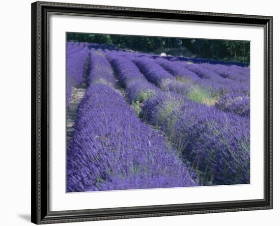 Field of Lavander Flowers Ready for Harvest, Sault, Provence, France, June 2004-Inaki Relanzon-Framed Photographic Print