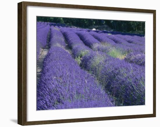 Field of Lavander Flowers Ready for Harvest, Sault, Provence, France, June 2004-Inaki Relanzon-Framed Photographic Print