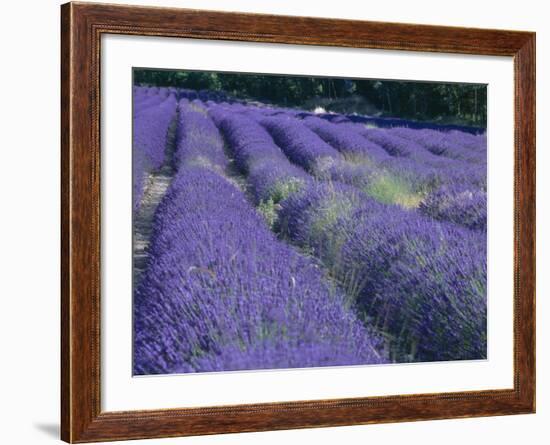 Field of Lavander Flowers Ready for Harvest, Sault, Provence, France, June 2004-Inaki Relanzon-Framed Photographic Print