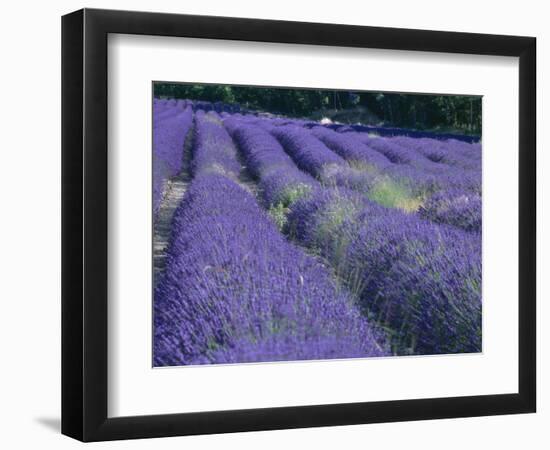 Field of Lavander Flowers Ready for Harvest, Sault, Provence, France, June 2004-Inaki Relanzon-Framed Photographic Print