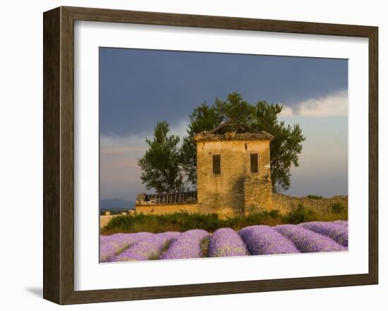 Field of Lavender and Abandoned Structure near the Village of Sault, Provence, France-Jim Zuckerman-Framed Photographic Print