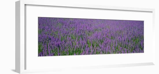 Field of Lavender, Hokkaido, Japan-null-Framed Photographic Print