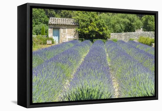 Field of lavender, St. Paul de Mausole, St. Remy, Provence, France-Jim Engelbrecht-Framed Premier Image Canvas