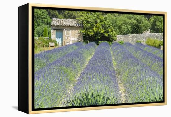 Field of lavender, St. Paul de Mausole, St. Remy, Provence, France-Jim Engelbrecht-Framed Premier Image Canvas