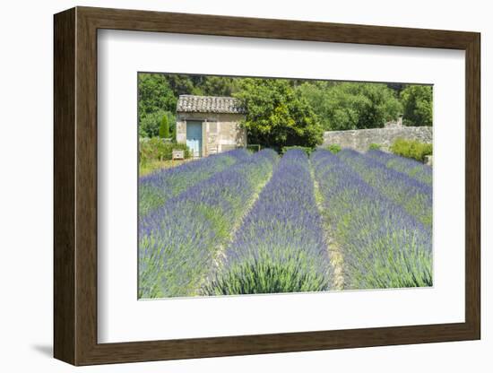 Field of lavender, St. Paul de Mausole, St. Remy, Provence, France-Jim Engelbrecht-Framed Photographic Print