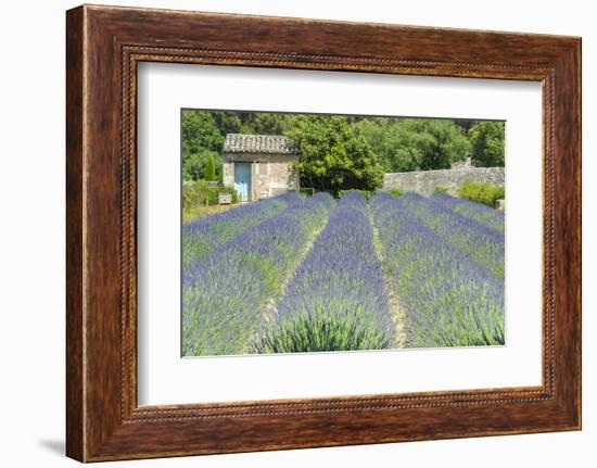 Field of lavender, St. Paul de Mausole, St. Remy, Provence, France-Jim Engelbrecht-Framed Photographic Print
