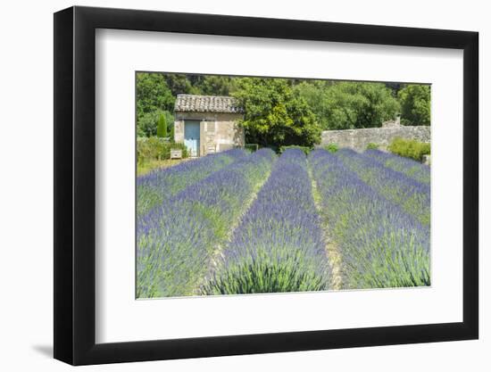 Field of lavender, St. Paul de Mausole, St. Remy, Provence, France-Jim Engelbrecht-Framed Photographic Print