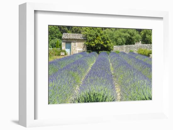 Field of lavender, St. Paul de Mausole, St. Remy, Provence, France-Jim Engelbrecht-Framed Photographic Print