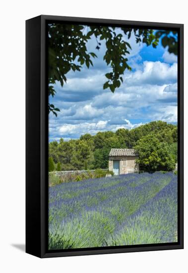 Field of lavender, St. Paul de Mausole, St. Remy, Provence, France-Lisa S. Engelbrecht-Framed Premier Image Canvas