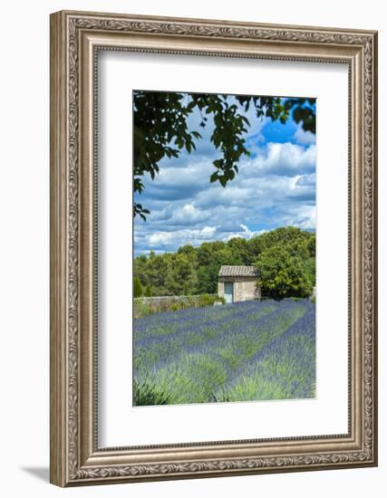 Field of lavender, St. Paul de Mausole, St. Remy, Provence, France-Lisa S. Engelbrecht-Framed Photographic Print