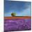 Field of Lavender-Philip Bloom-Mounted Art Print