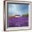 Field of Lavender-Philip Bloom-Framed Art Print