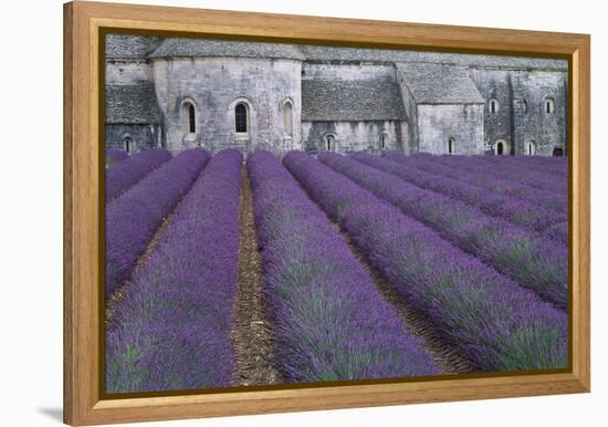 Field of Lavender-David Nunuk-Framed Premier Image Canvas