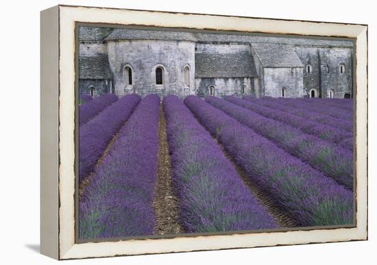 Field of Lavender-David Nunuk-Framed Premier Image Canvas