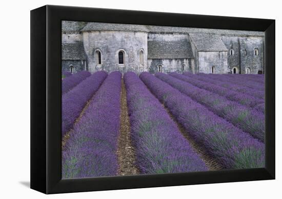 Field of Lavender-David Nunuk-Framed Premier Image Canvas