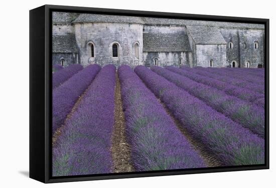 Field of Lavender-David Nunuk-Framed Premier Image Canvas