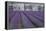 Field of Lavender-David Nunuk-Framed Premier Image Canvas