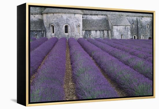 Field of Lavender-David Nunuk-Framed Premier Image Canvas