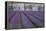 Field of Lavender-David Nunuk-Framed Premier Image Canvas