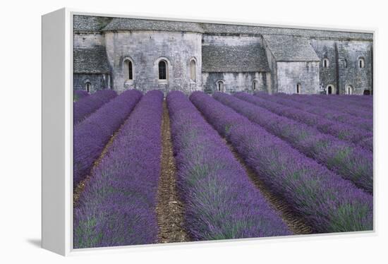 Field of Lavender-David Nunuk-Framed Premier Image Canvas