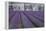 Field of Lavender-David Nunuk-Framed Premier Image Canvas